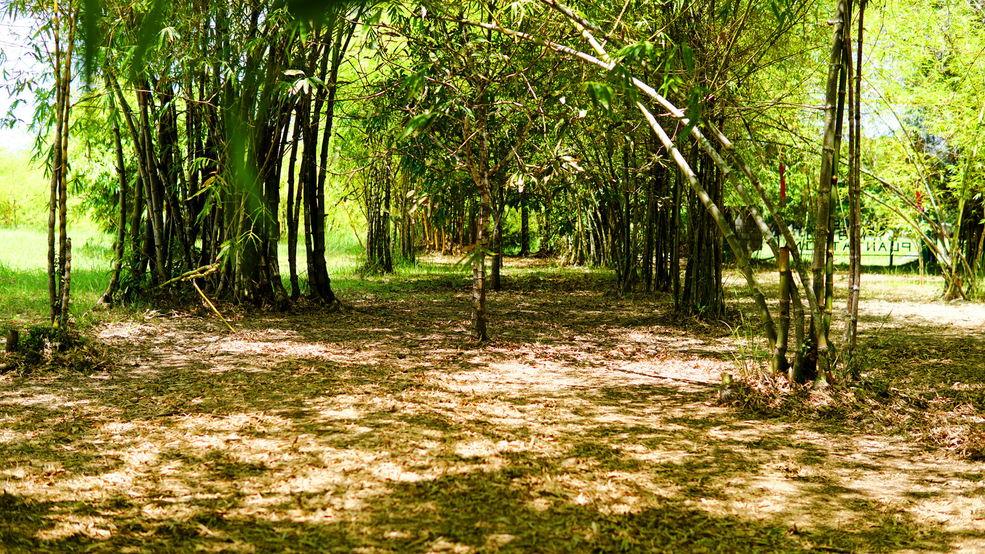 Bamboo Plantation