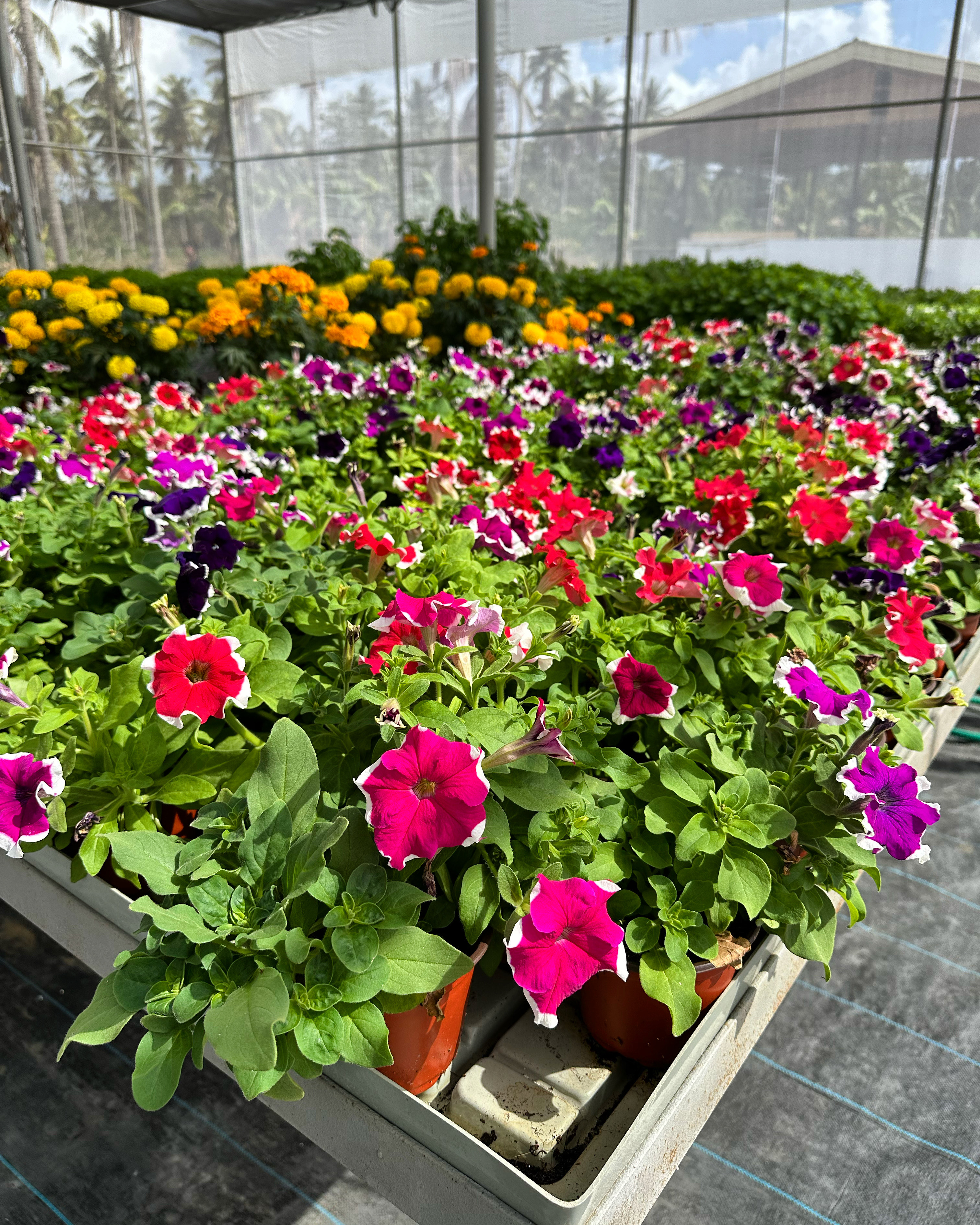 Blake's Agritourism Techno Farm